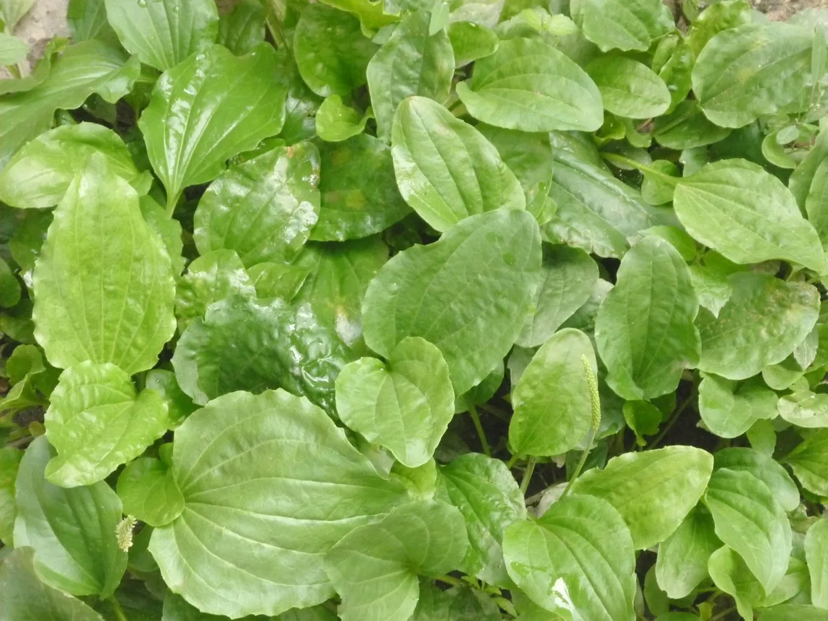ПОДОРОЖНИК

🍀 Подорожник большой - обволакивающее, противомикробное, мочегонное средство. Растение 