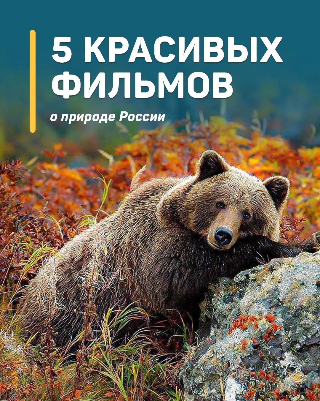 5 КРАСИВЫХ ФИЛЬМОВ
о природе России 🇷🇺🐻

Природа России — это бескрайние просторы, величественные