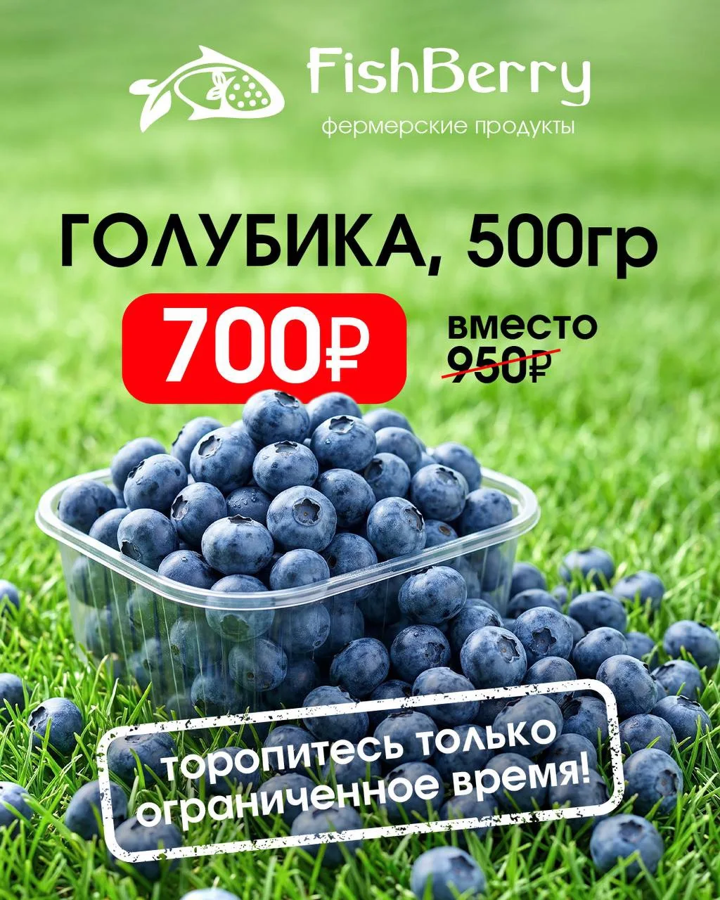 Ммм… Голубика! Сочная, сладкая, полезная…