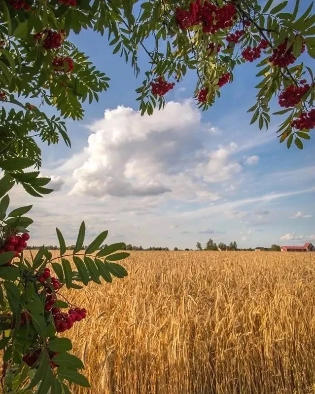 Уж дышит август сентябрём.