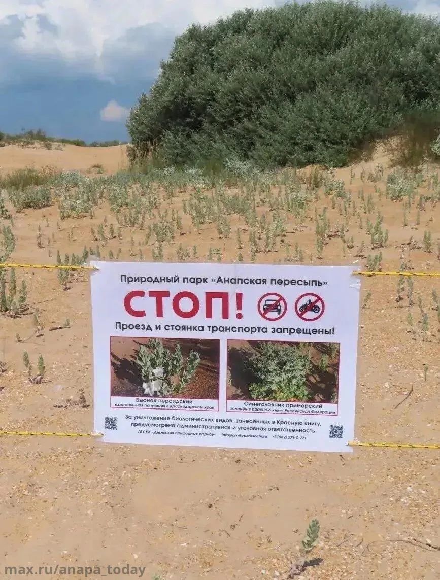 Под Анапой огородили дюны, на которых растет очень редкое растение.

Недавно ученые обнаружили на Ви