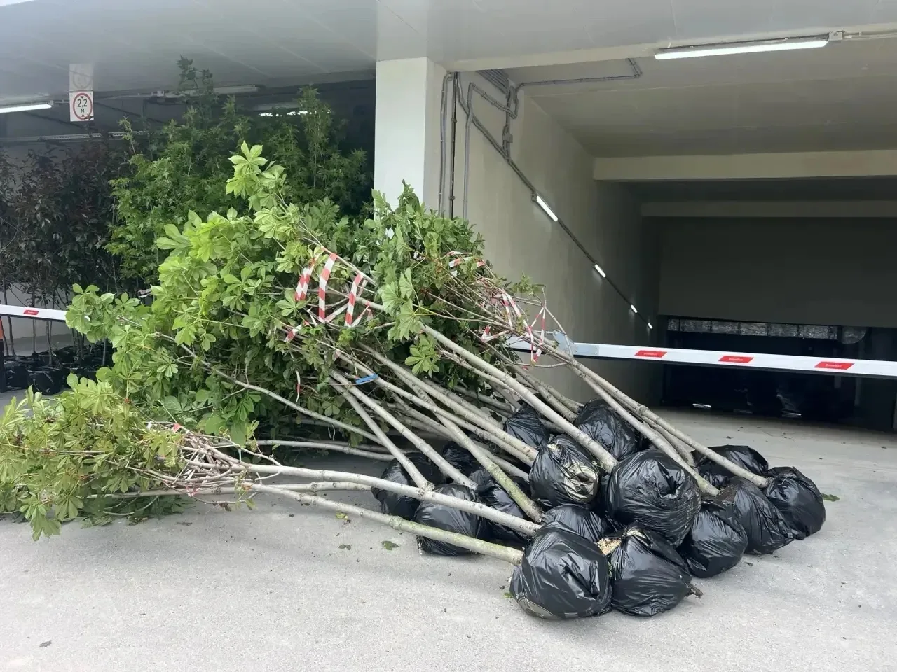 Мы продолжаем озеленять наш район.