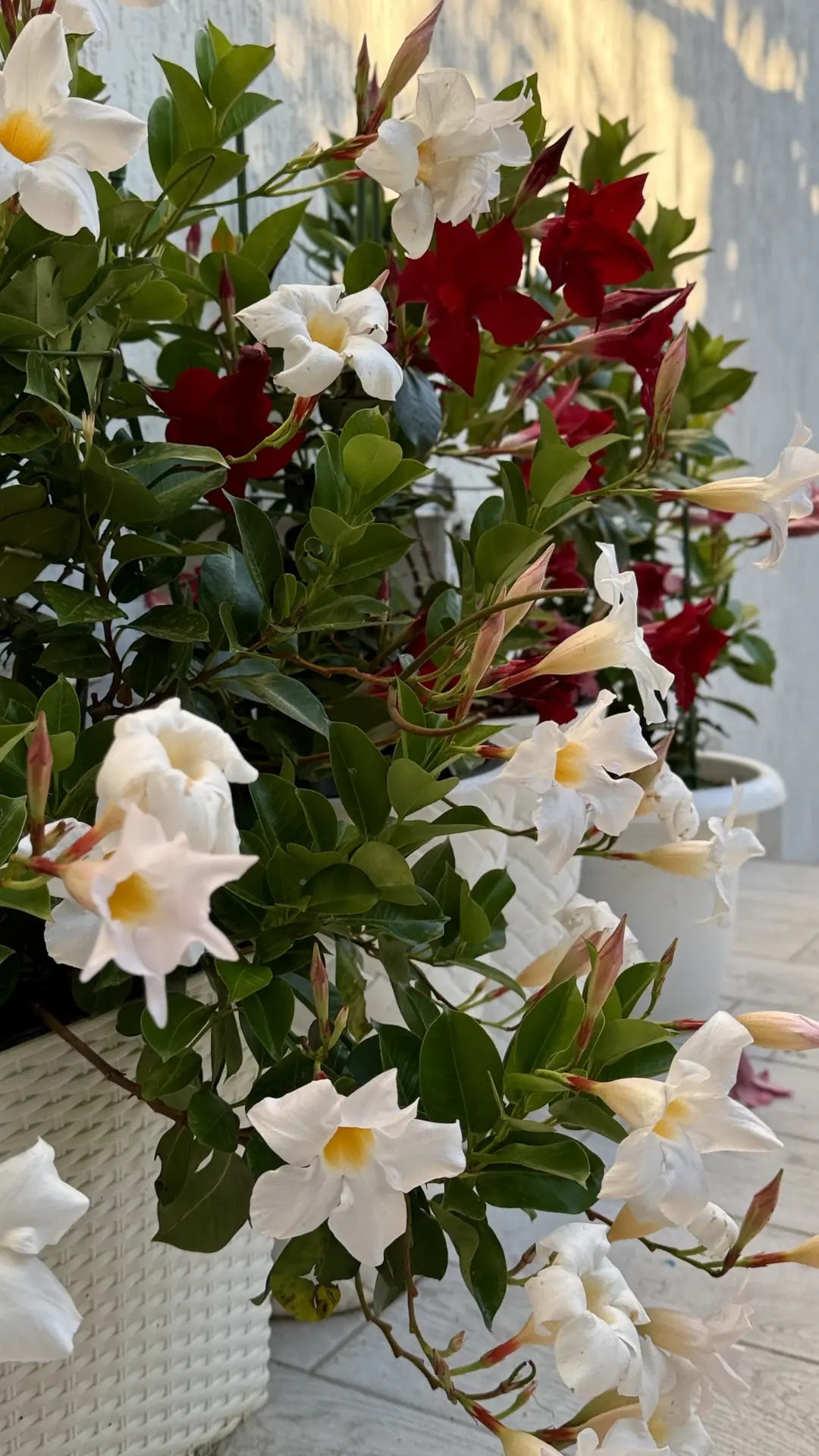 🌿❤️ Добрый прекрасный вечер из Понизовки!