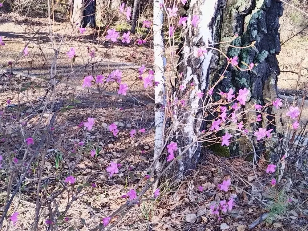 Весна в Саянске 🌸