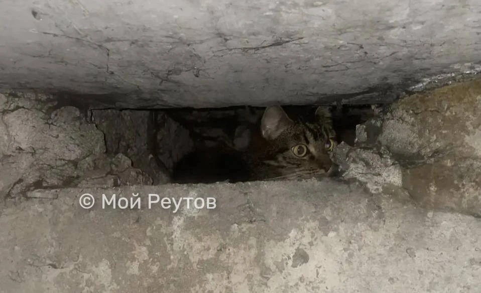🐾 Тима дома! 

"Здравствуйте! НАШЛИ нашего котика  в подвале спустя почти 3 недели🙏🏻 
Заметили на