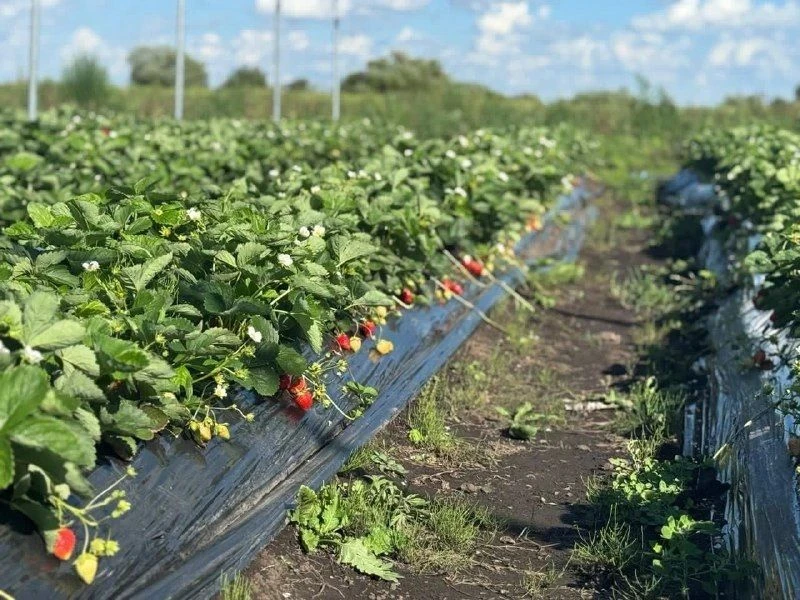 🍓 10 лет программе: в Приамурье успешно развивается семейное дело на Дальневосточном гектаре
 
В об