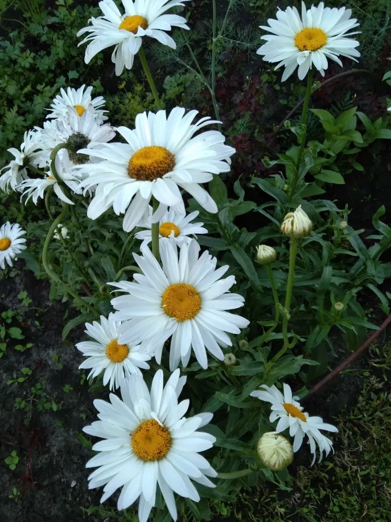 Цветочный вайб от преподавателей 🌼

🌺 Пока мы готовимся к сессии, на дачах наших любимых преподава