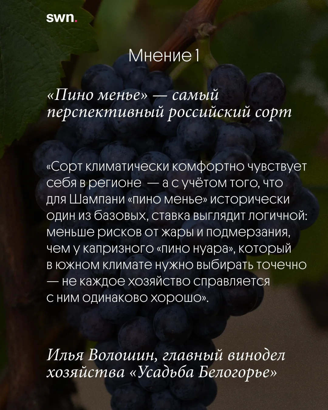 «Пино менье» — самый перспективный российский сорт? Давайте разбираться.