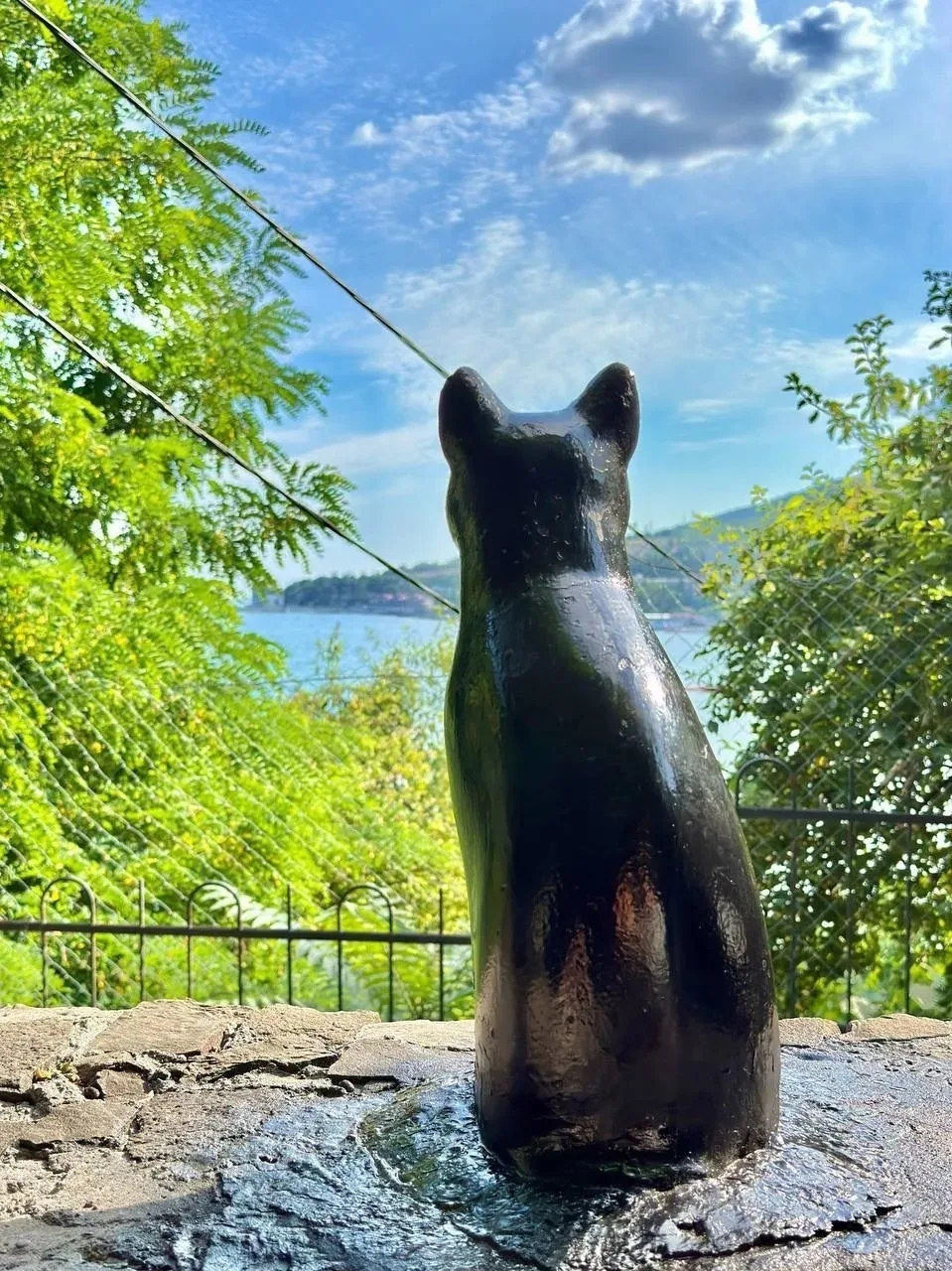 Привет от главных обитателей южнобережья 🐾 

Одни неспешно шествуют по курортным улочкам, другие сл