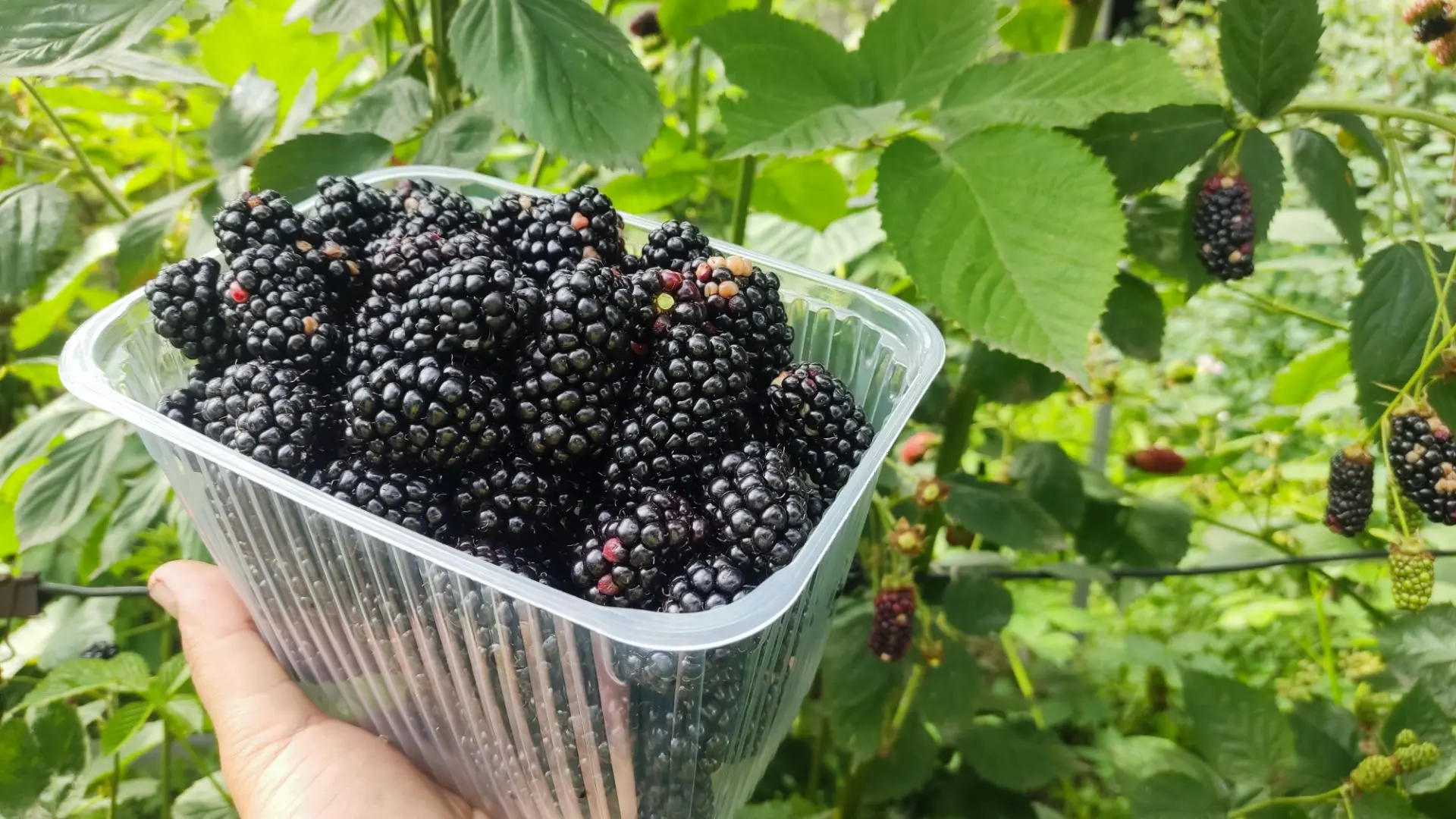 Пришла пора сбора ежевики ранних сортов. Это дело вкусное, приятное и быстрое. Ягода кр...