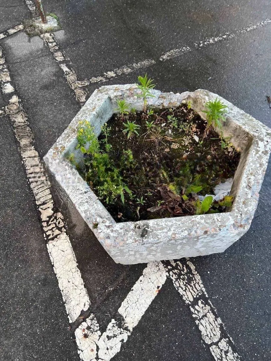 Во дворе на Ивантеевской, 2к3, клумбы заросли сорняками, а специально высаженные растения практическ