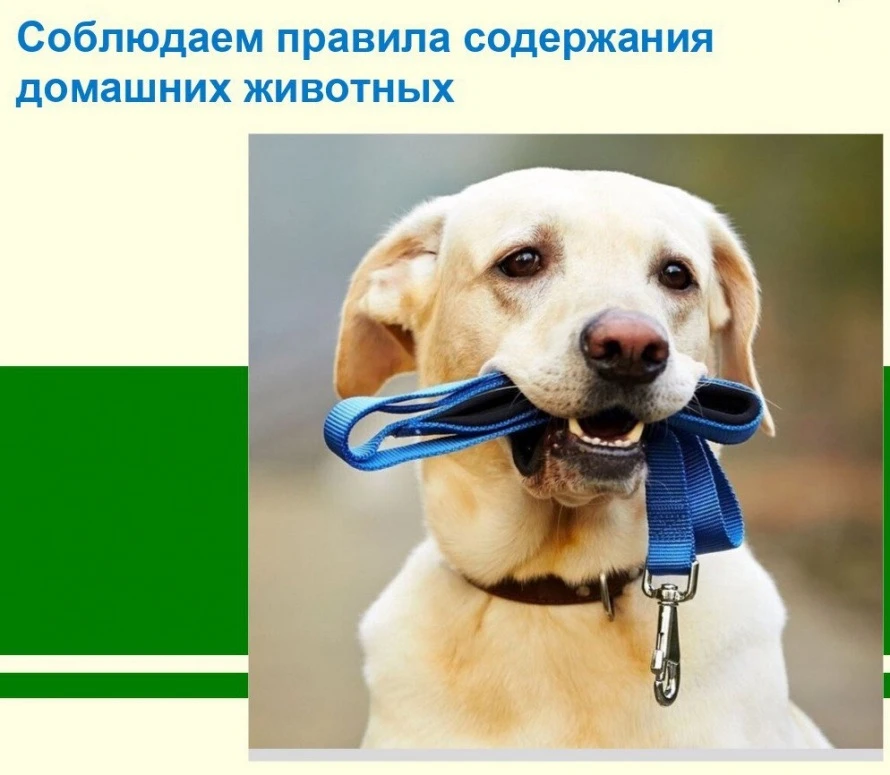 🐾 Правила содержания питомцев в МКД

Дорогие жители! Содержание животных — это ответственность. Что