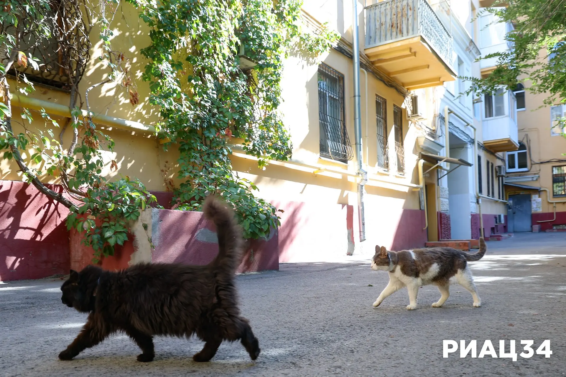 🐱 Пушистые талисманы Волгограда: смогут ли котики стать достопримечательностью главной...