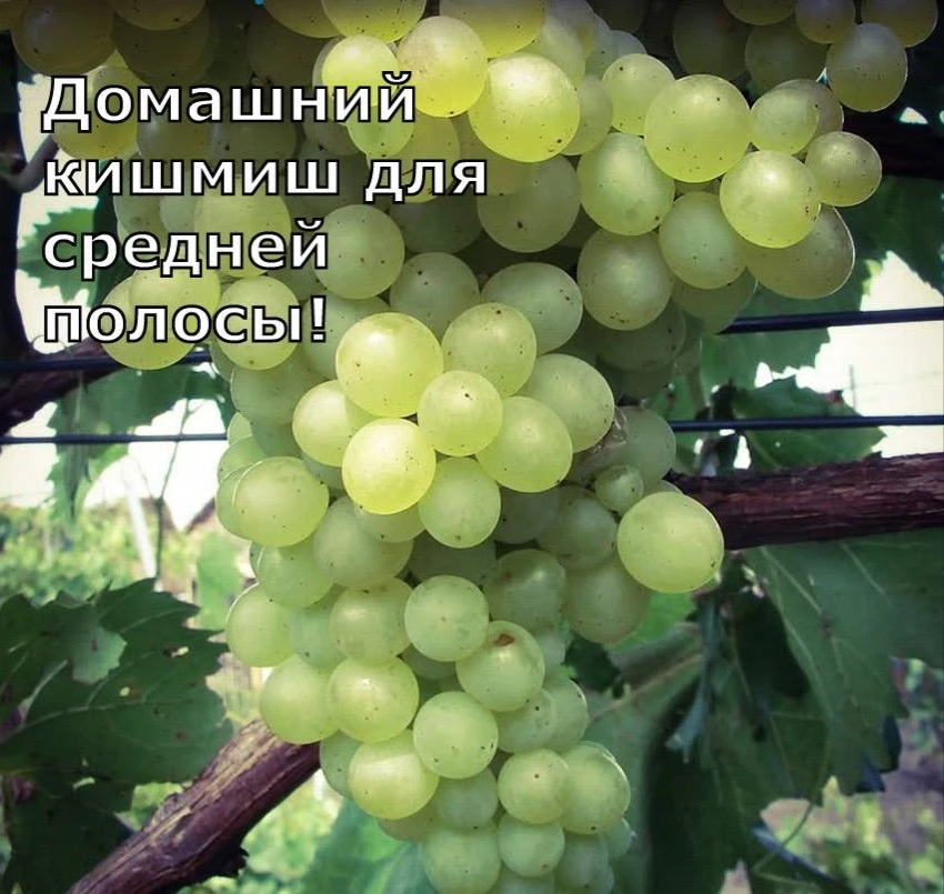 Домашний кишмиш для средней полосы 🍈

Еще недавно многие были уверены: настоящий сладкий виноград р