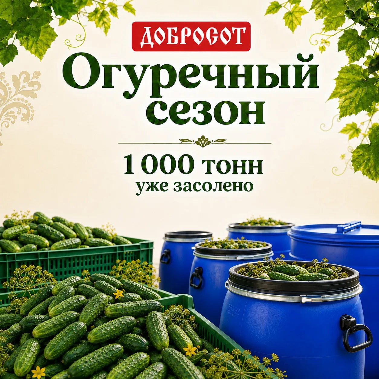 🥒 Огуречный сезон набирает обороты!