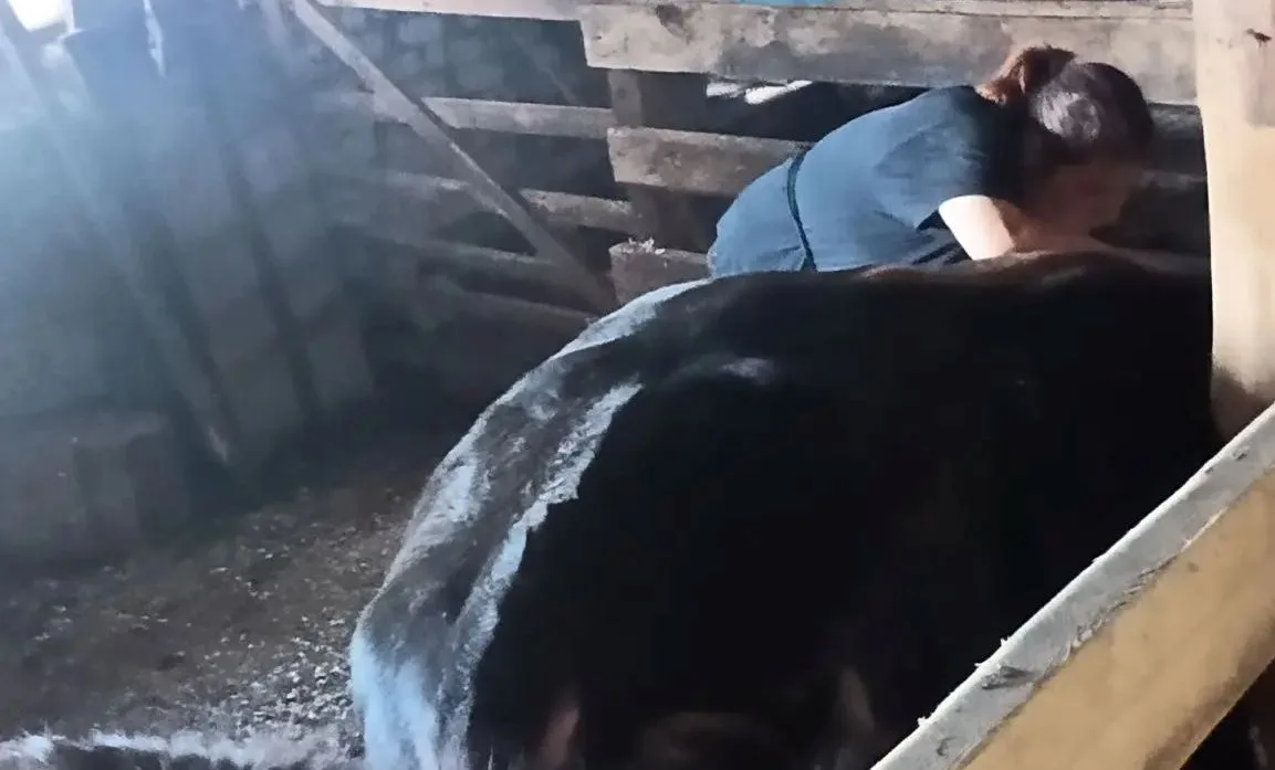 ВЕТЕРИНАРНЫЕ СПЕЦИАЛИСТЫ ПАРФЕНЬЕВСКОЙ ВЕТЛЕЧЕБНИЦЫ ПРОВОДЯТ ПРОФИЛАКТИЧЕСКУЮ ВАКЦИНАЦИЮ КРУПНОГО РО