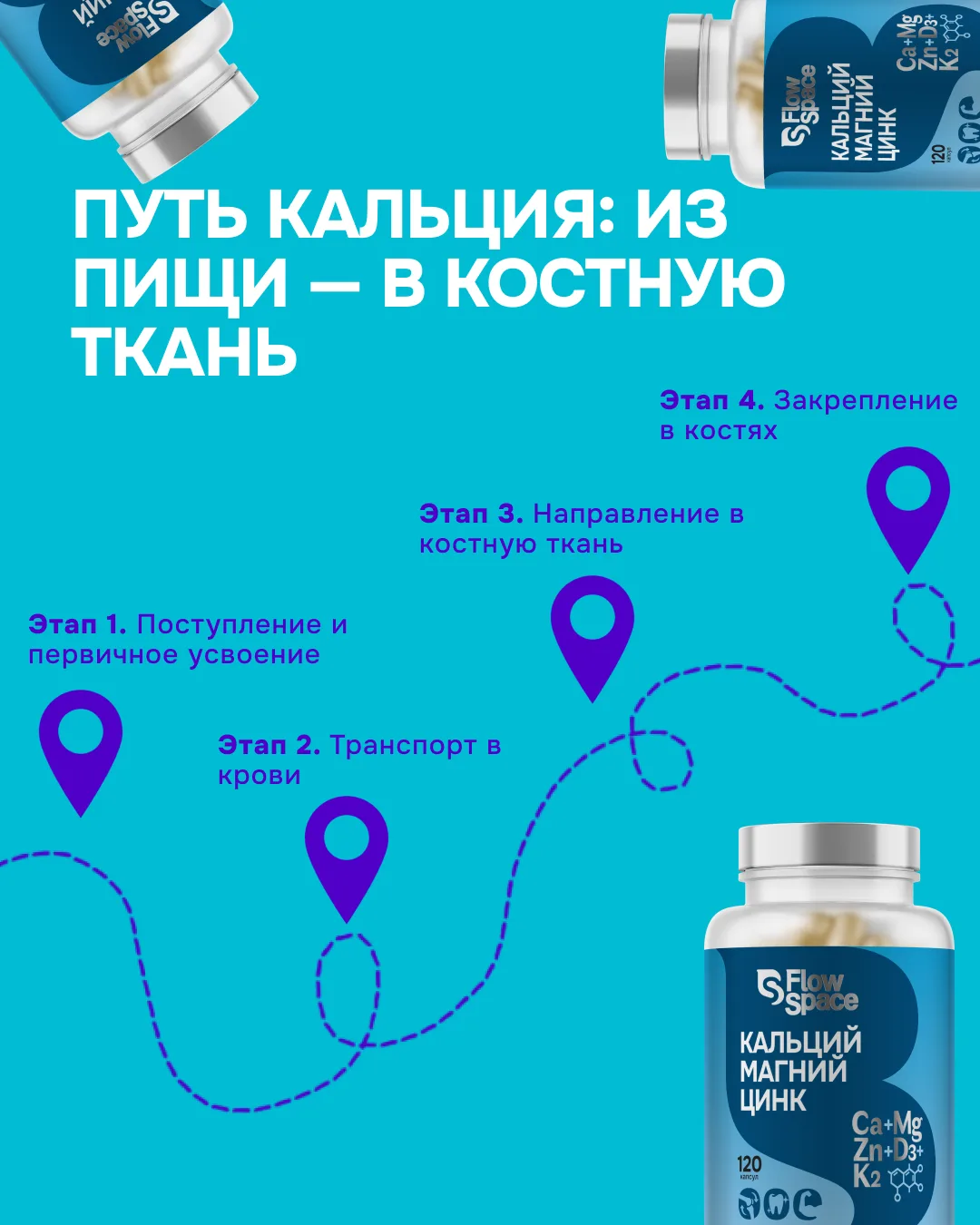 Путь кальция: из пищи — в костную ткань