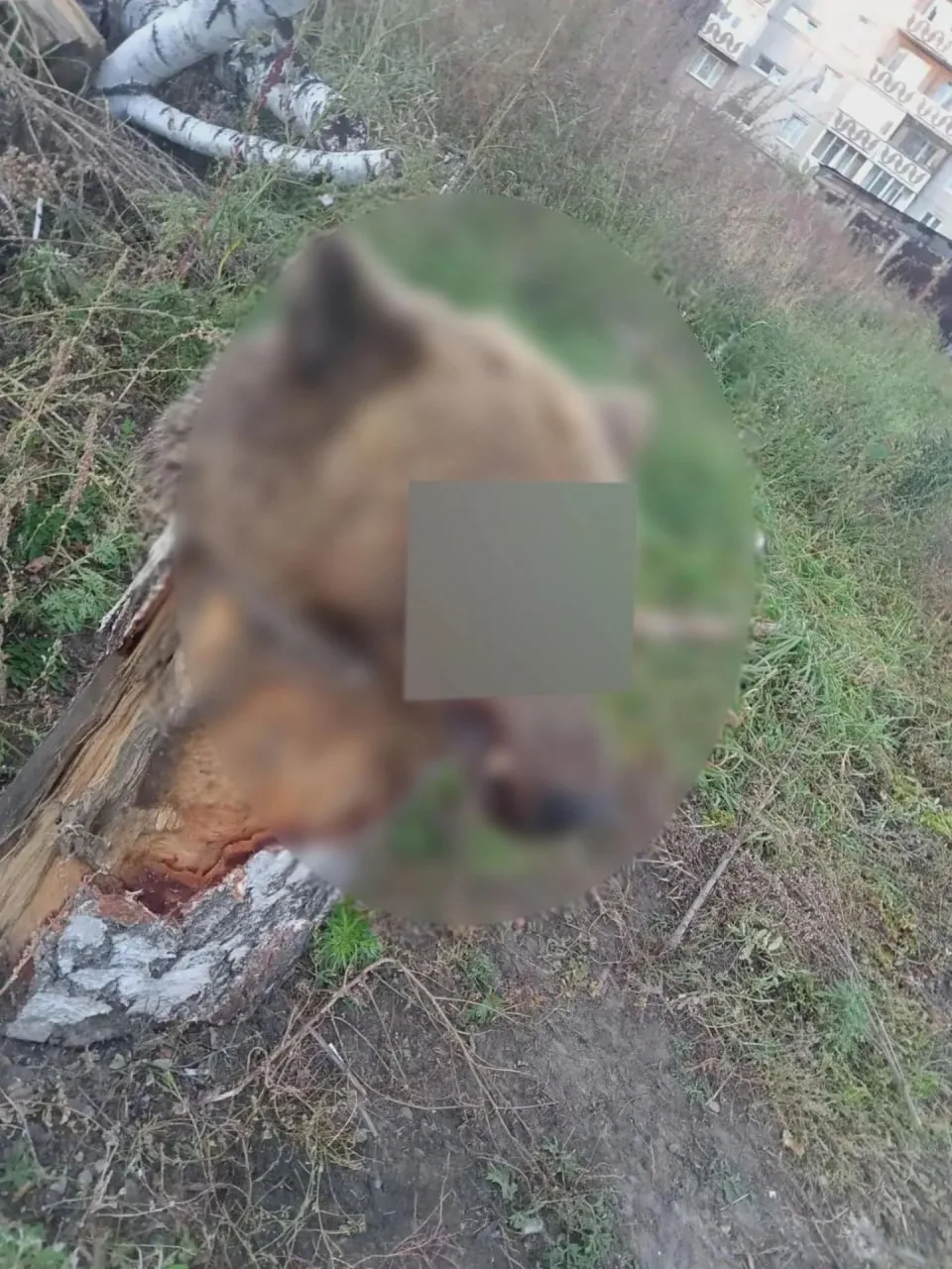 Полиция в Ангарске ищет лиц, которые могли оставить медвежью голову в одном из дворов г...