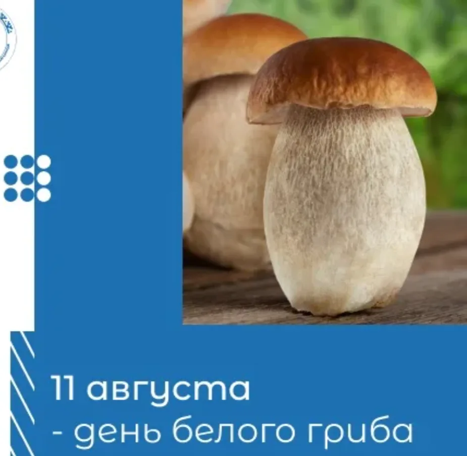 Наступил третий месяц лета. А вы знали, что существует ДЕНЬ БЕЛОГО ГРИБА и отмечается о...