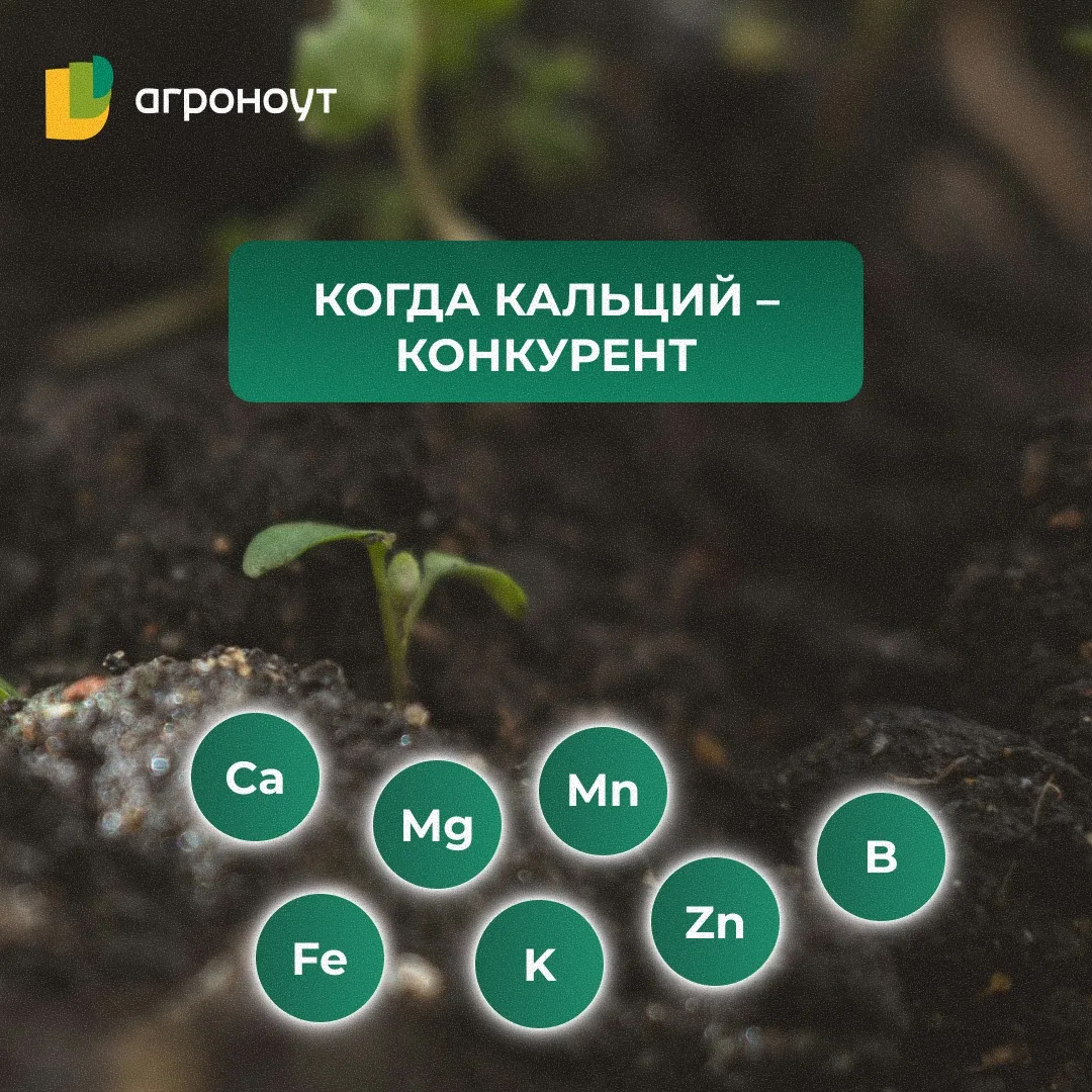 🌱 КОГДА КАЛЬЦИЙ — КОНКУРЕНТ