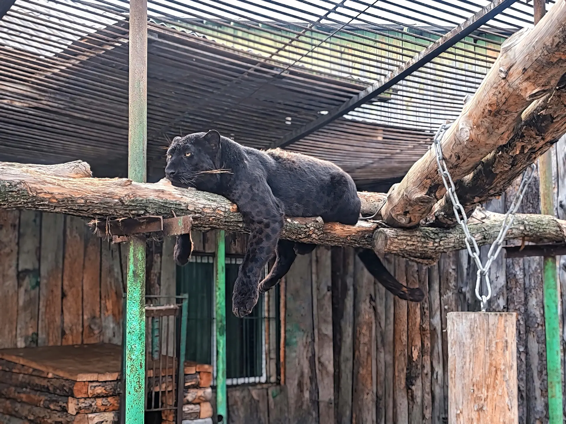 🐾 В Большереченском зоопарке показали черного леопарда
