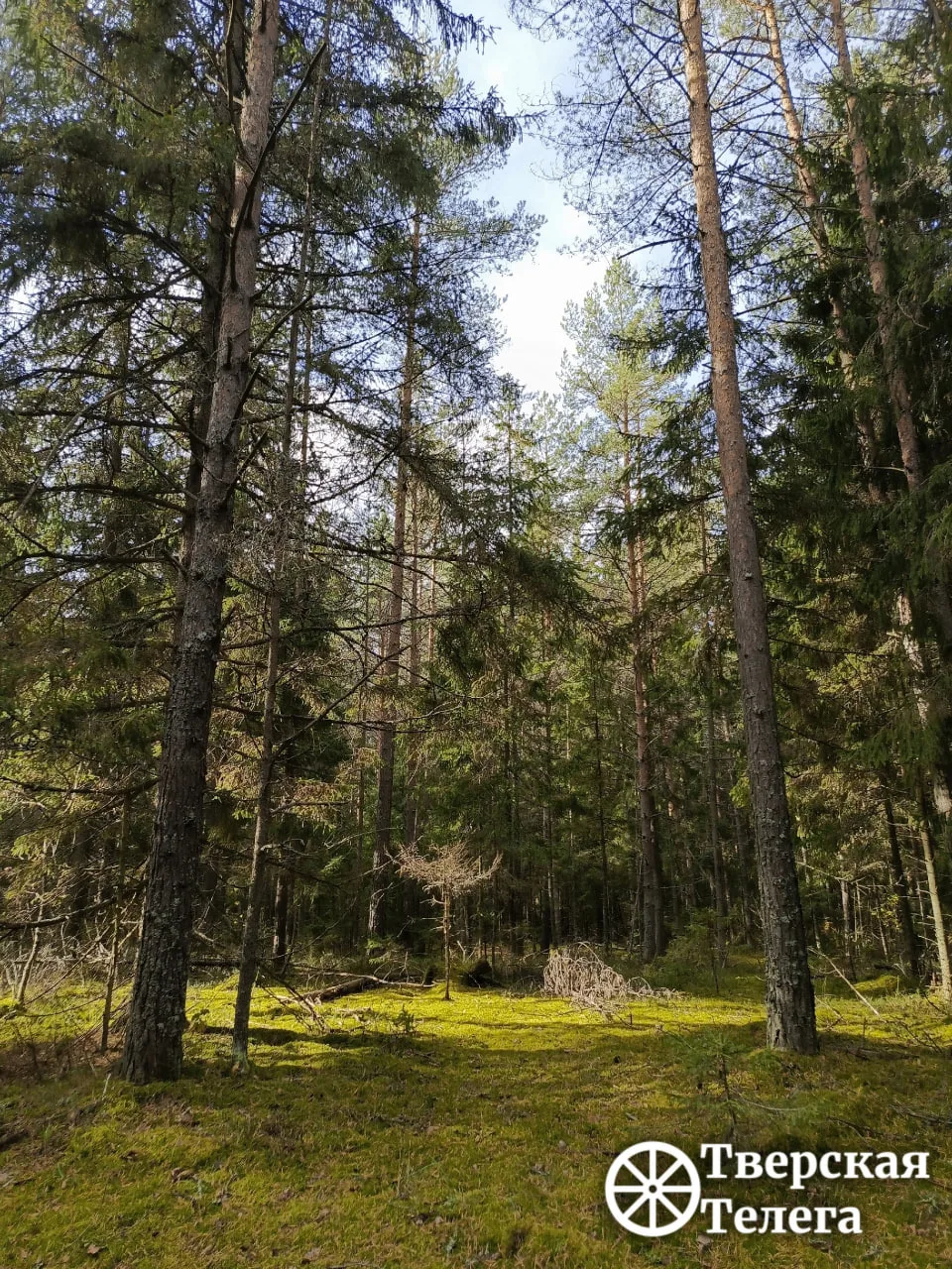 Роддом для леса 🌲