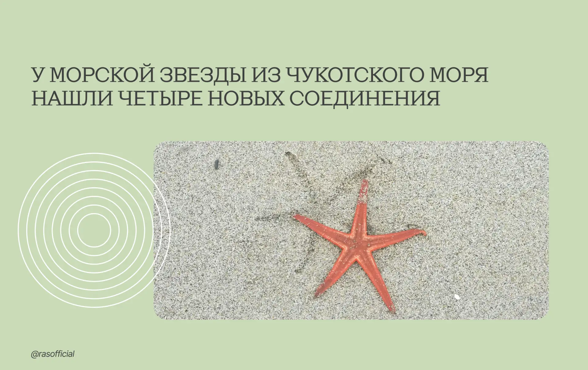 У морской звезды из Чукотского моря нашли четыре новых соединения