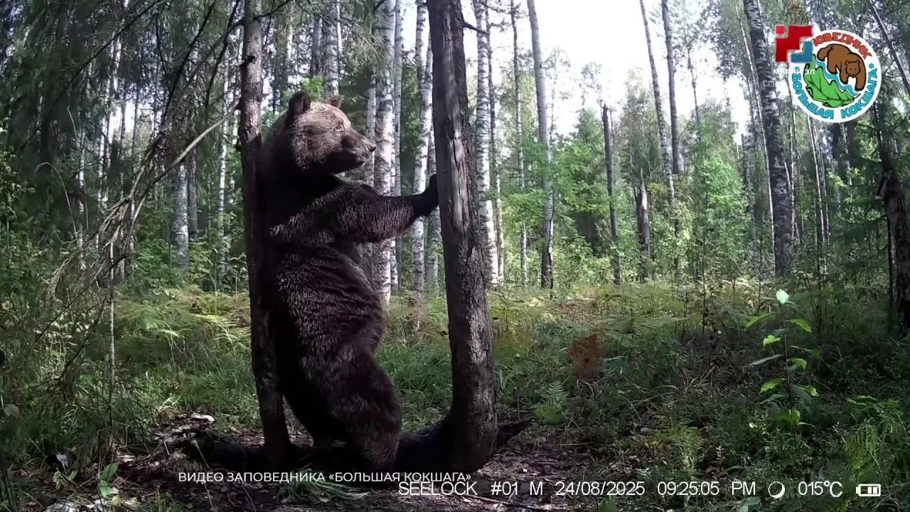 😱🐻 В Марий Эл, как и во многих других российских регионах, все чаще замечают медведей...