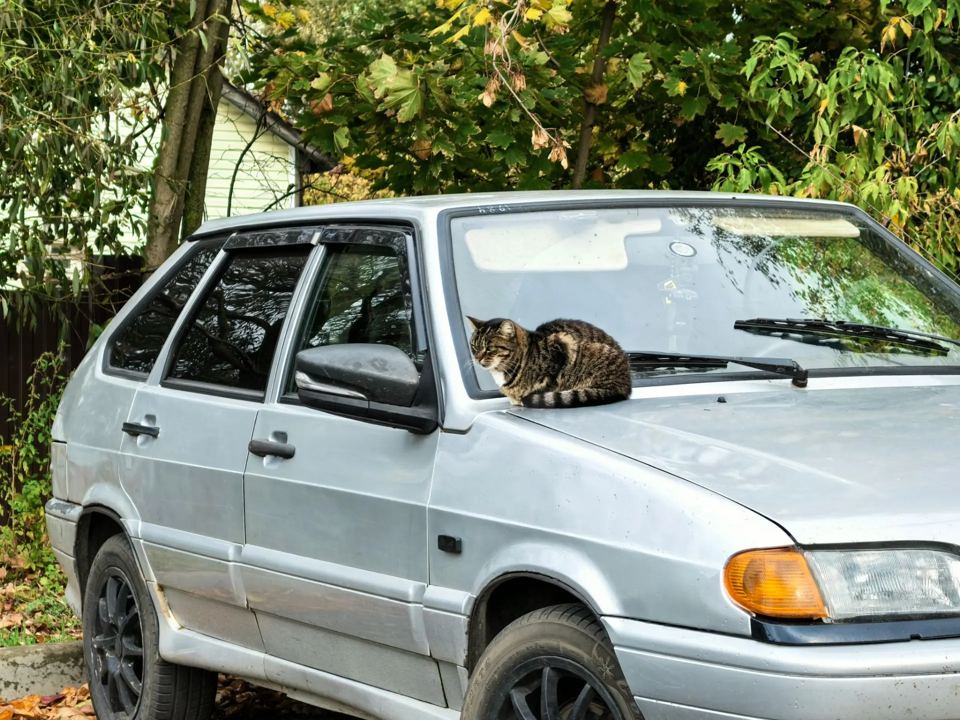 Котики Белоомута 🐈