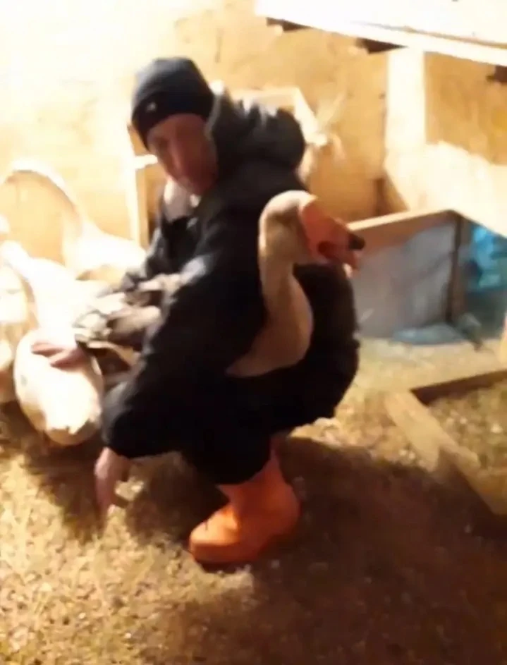 🦢 Всем привет! Я гусь по кличке Серый! 😎