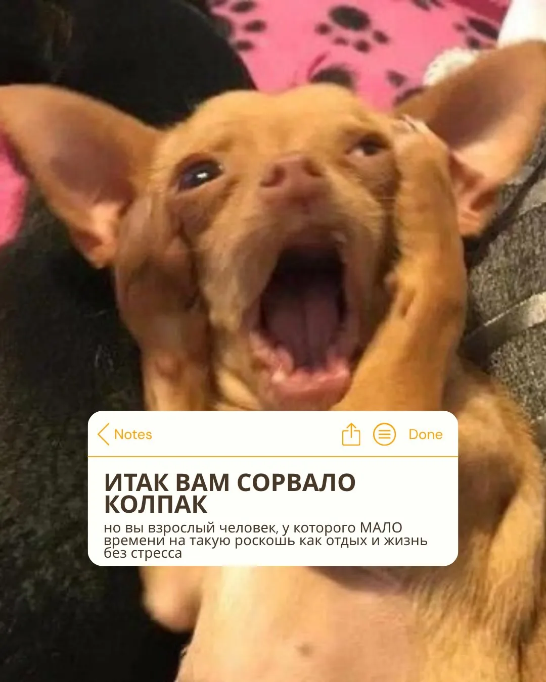 Понедельник требует особого подхода к сохранению кукухи 🤪