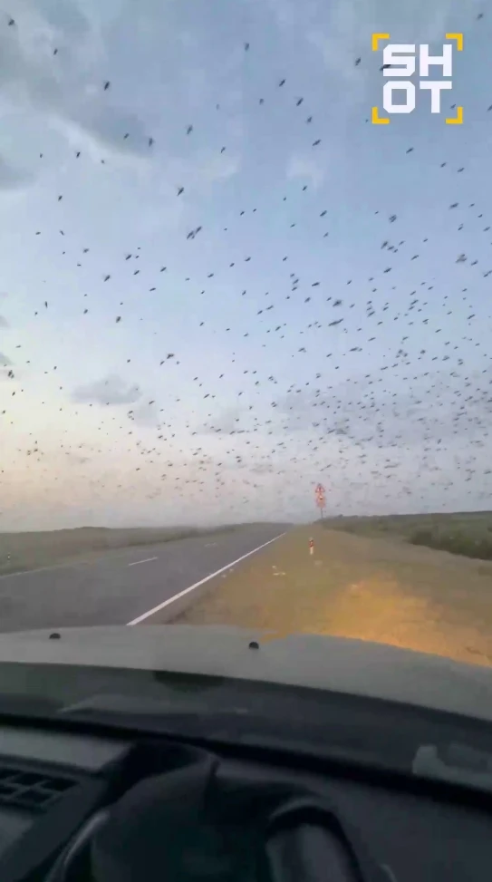 🦗 Полчища саранчи накрыли трассу Дагестан — Астрахань

Тысячи насекомых заполонили небо над дорогой