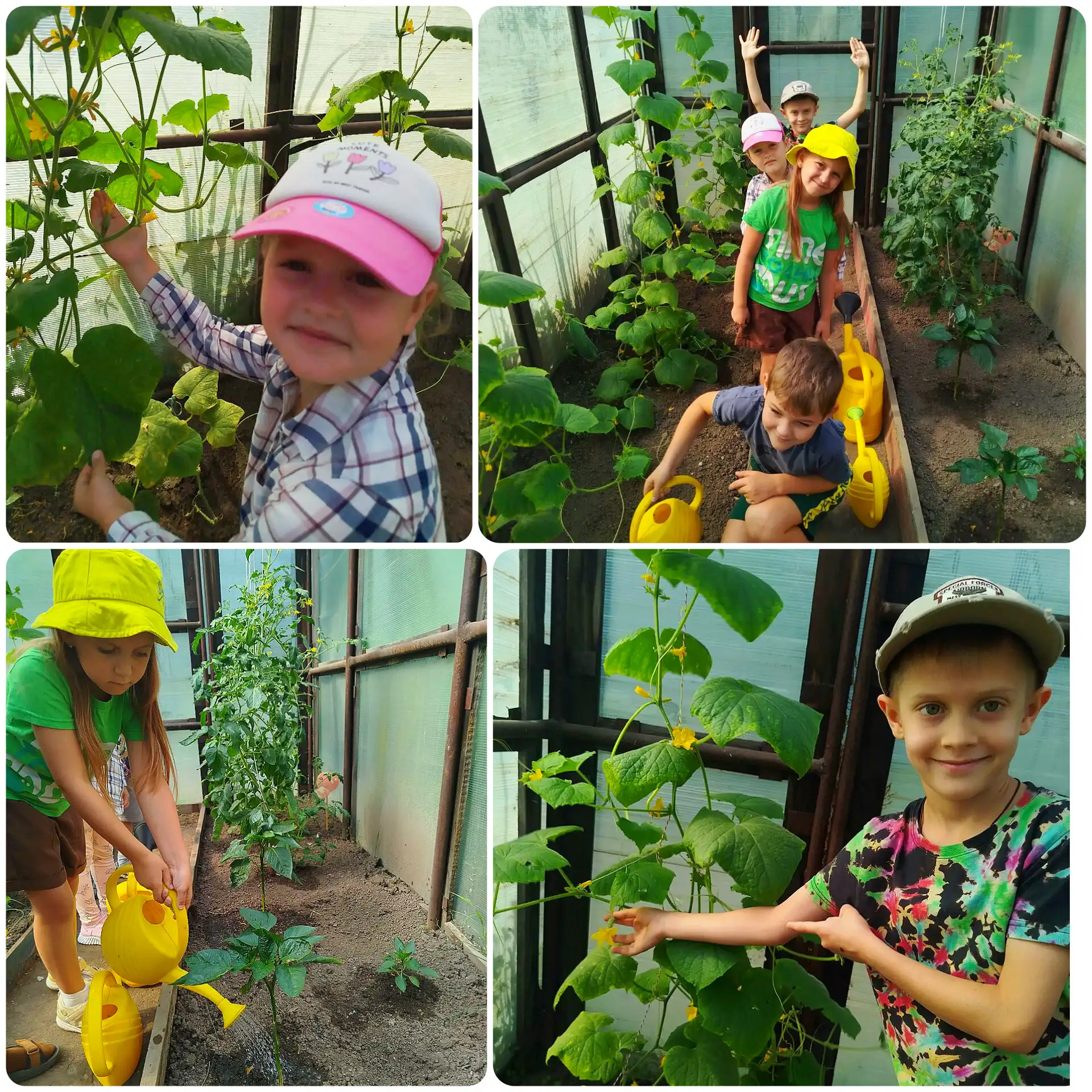 🌱Наши юные агрономы: время собирать урожай!

✨Помните, как весной мы показывали вам первые зелёные 