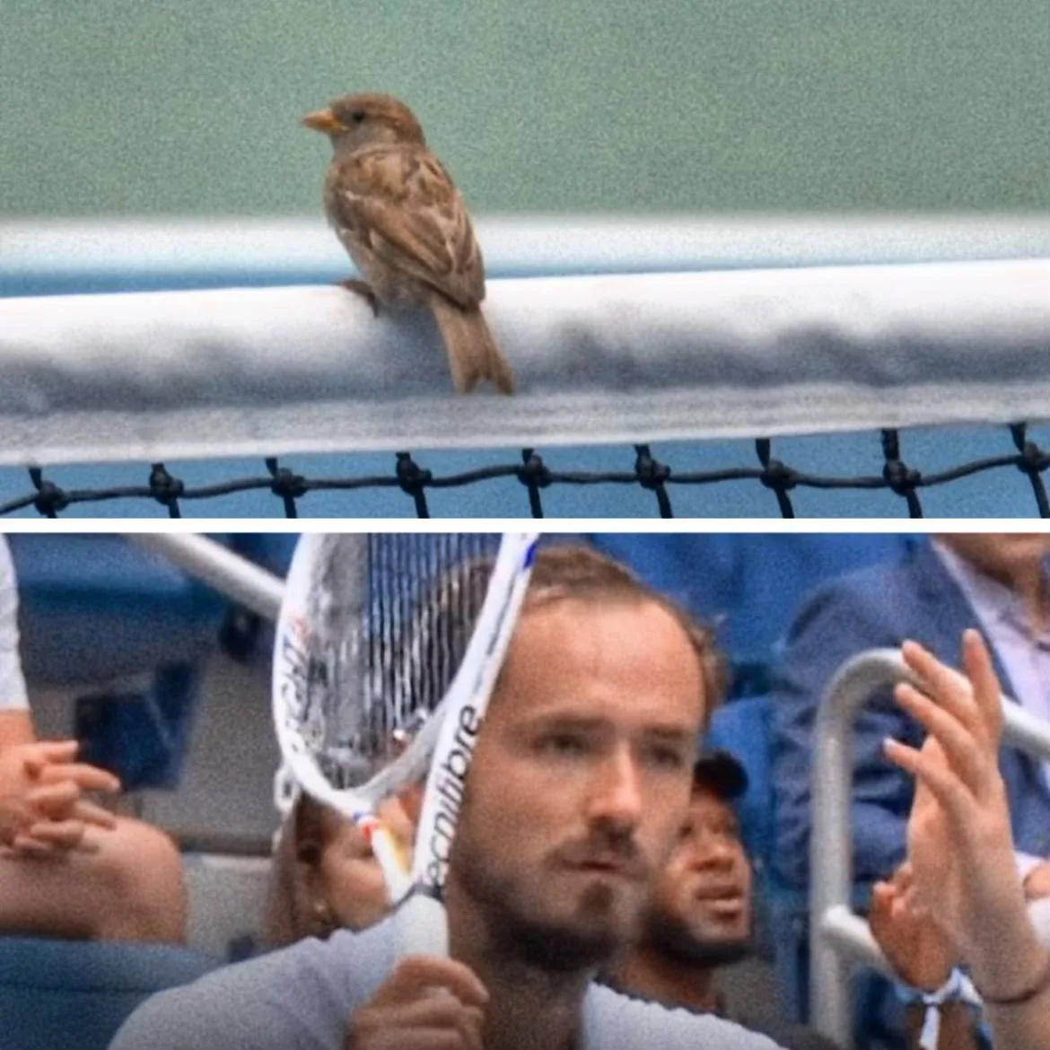 🐦 Медведеву и Горзному пришлось переиграть очко из-за птиц, сидевших на сетке: