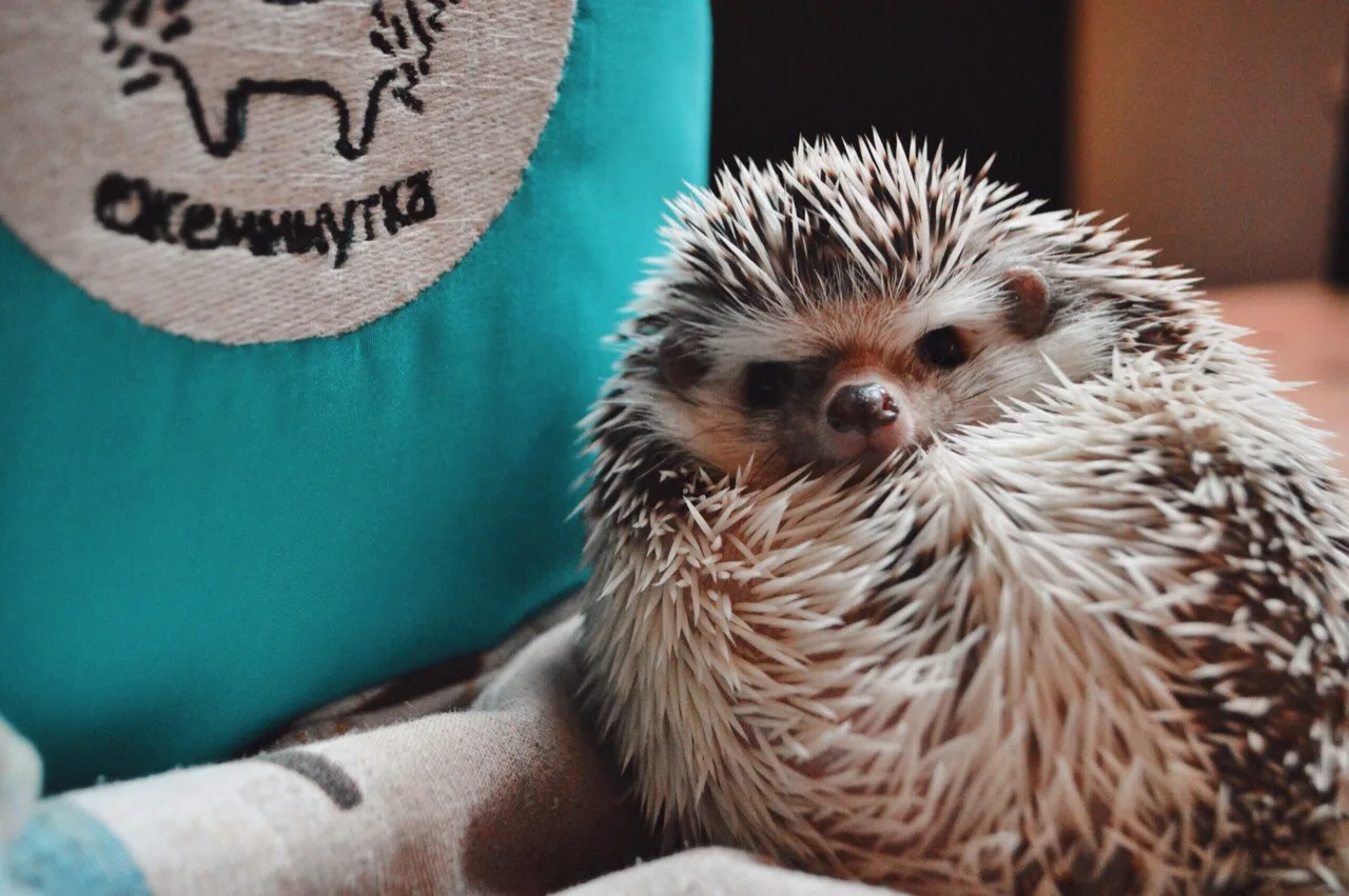 Антикафе с ёжиками 🦔