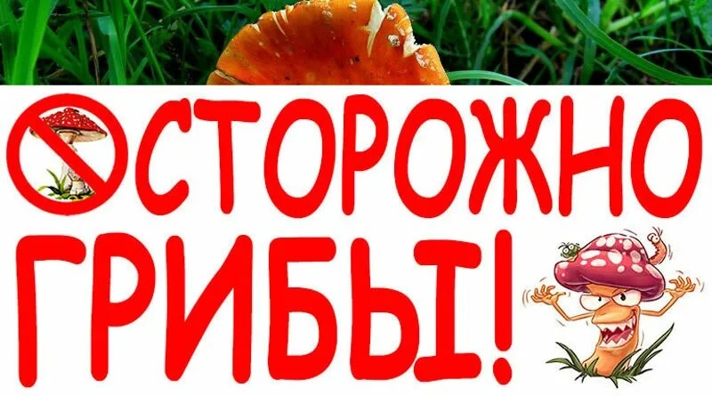 ⚠️ ПАМЯТКА для несовершеннолетних и их родителей «Осторожно: ядовитые грибы!»🍄

⁣1.1. Грибы являютс