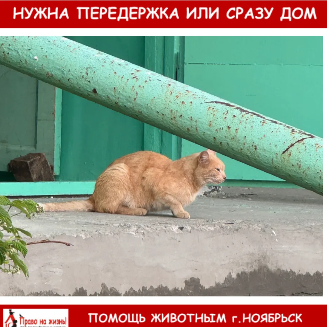 Кот или кошка мяучит без остановки, советская 30, 2 подъезд