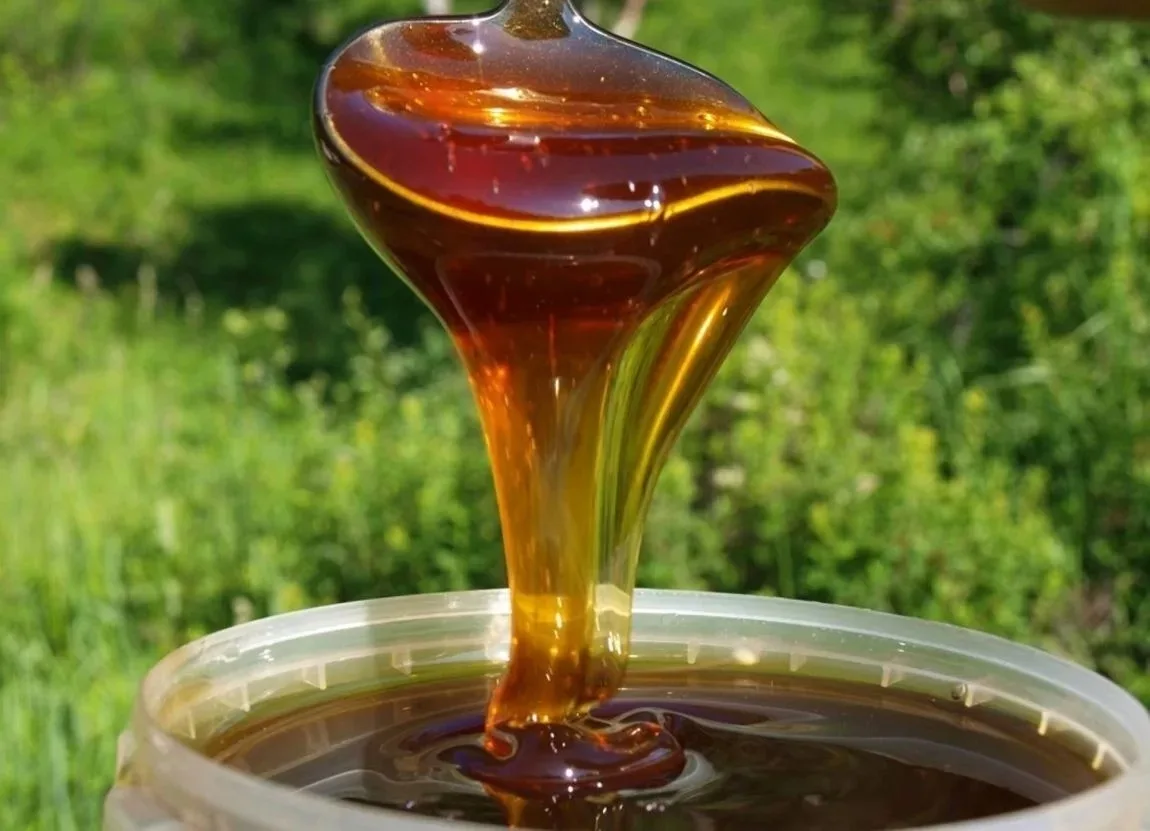 ГРЕЧИШНЫЙ МЁД–2026🍯🐝