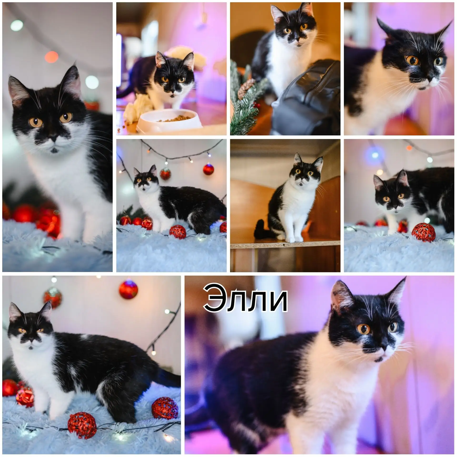 🐾 **Ищем новый дом для кошки Элли!** 🐾