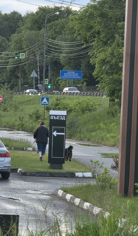 Не очень приятно видеть,  как какают собачки напротив места,  где ты кушаешь.