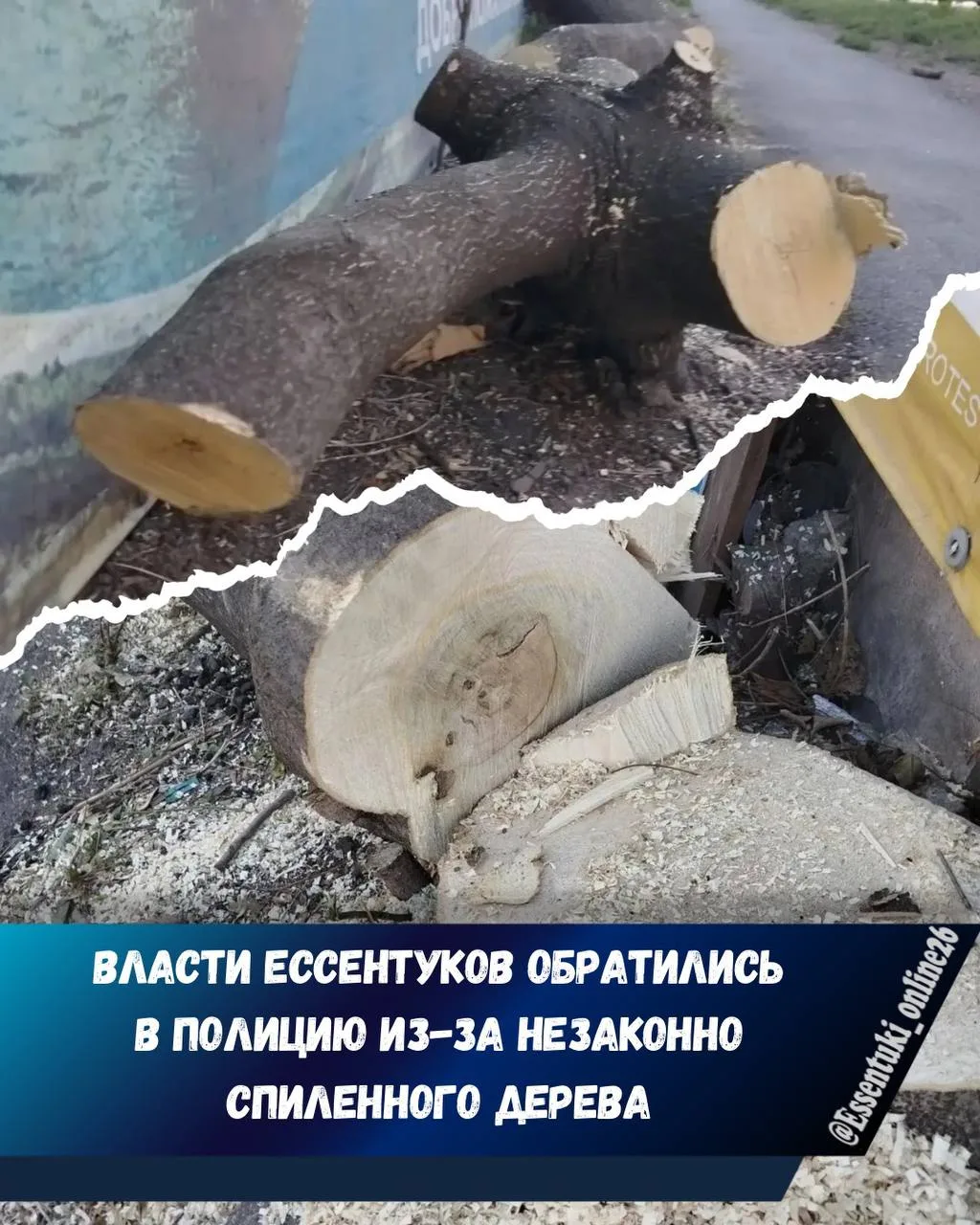 🪵Власти Ессентуков направили материалы в полицию по поводу несанкционированно спиленно...
