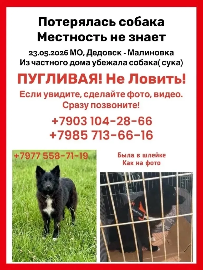 Дедовск, Малиновка, Нахабино. 
Убежала собака. 
Звоните: 89031042866
Автор: vk.ru/id162176157
++++++