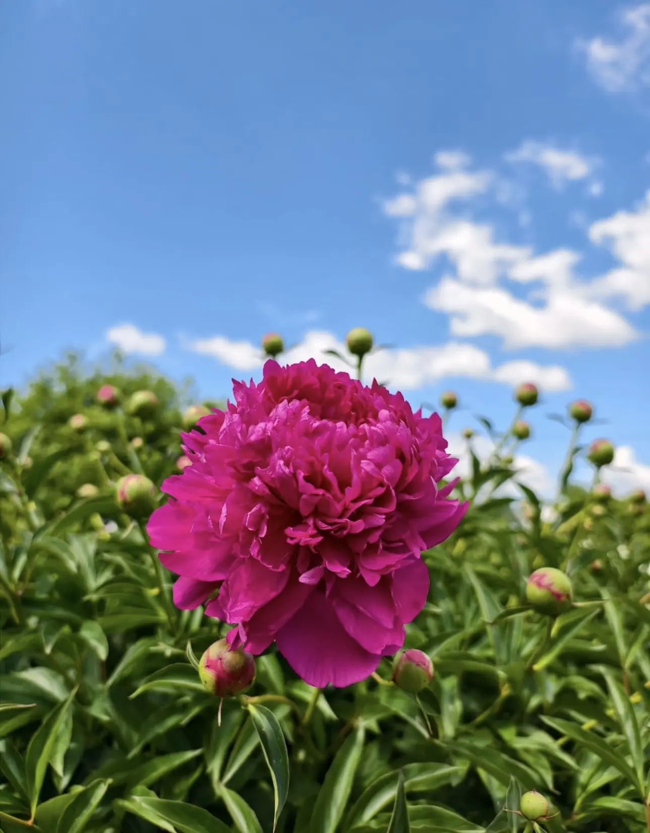☀️🌺Прекрасного вам начала нового дня! С добрым утром, и пусть у вас сегодня будет только самое лучш