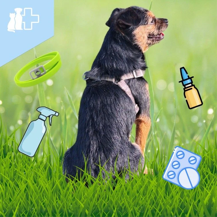 🐕🕷️Какие средства защиты от клещей вы используете для своего четвероного друга?

👍🏼 Капли
❤️ Таб
