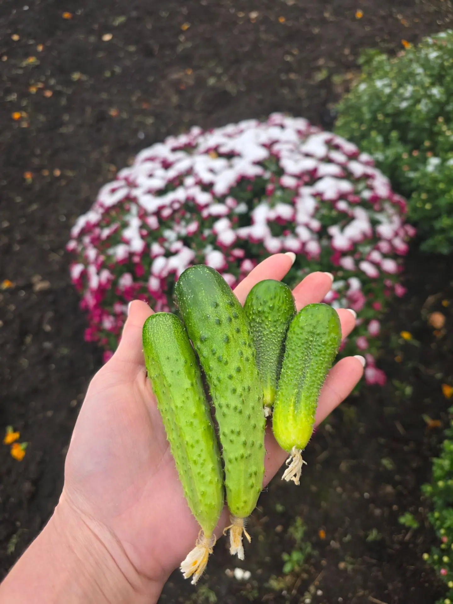 Собрала свой последний урожай 🥒🥒🥒