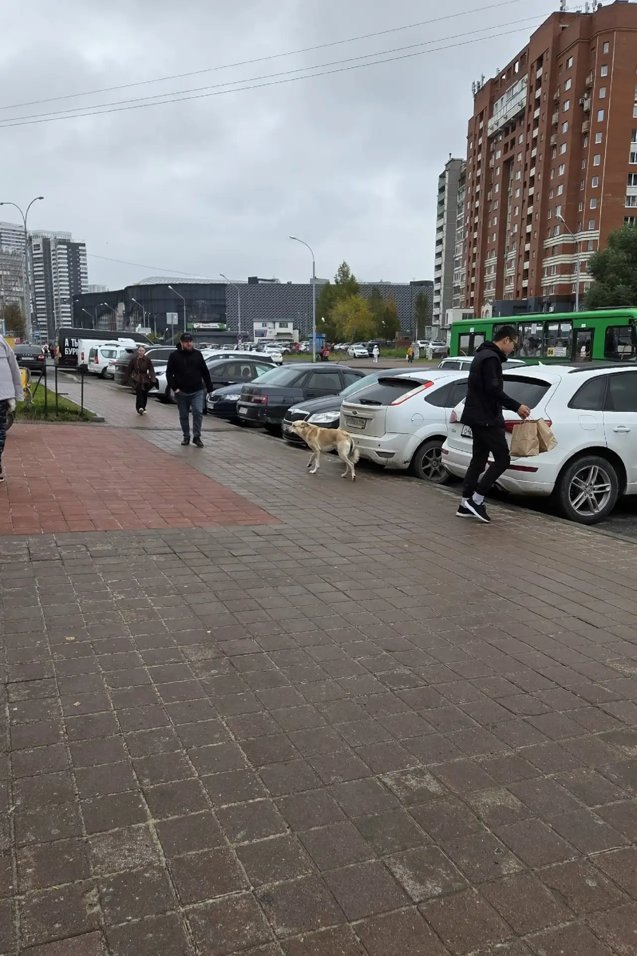 Замечена собака, светло-рыжий окрас (Екатеринбург, Ботаника)