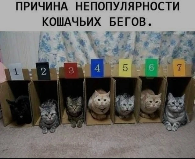 вы просили котиков? 😹