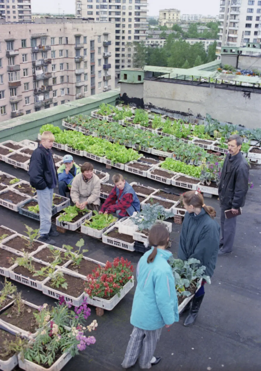 Собственный скромный огород на крыше. Одна из пример Питера 1990-х.