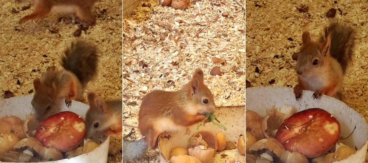 🌰 Белкам и дикобразам Пскова нужны жёлуди — помогите собрать!