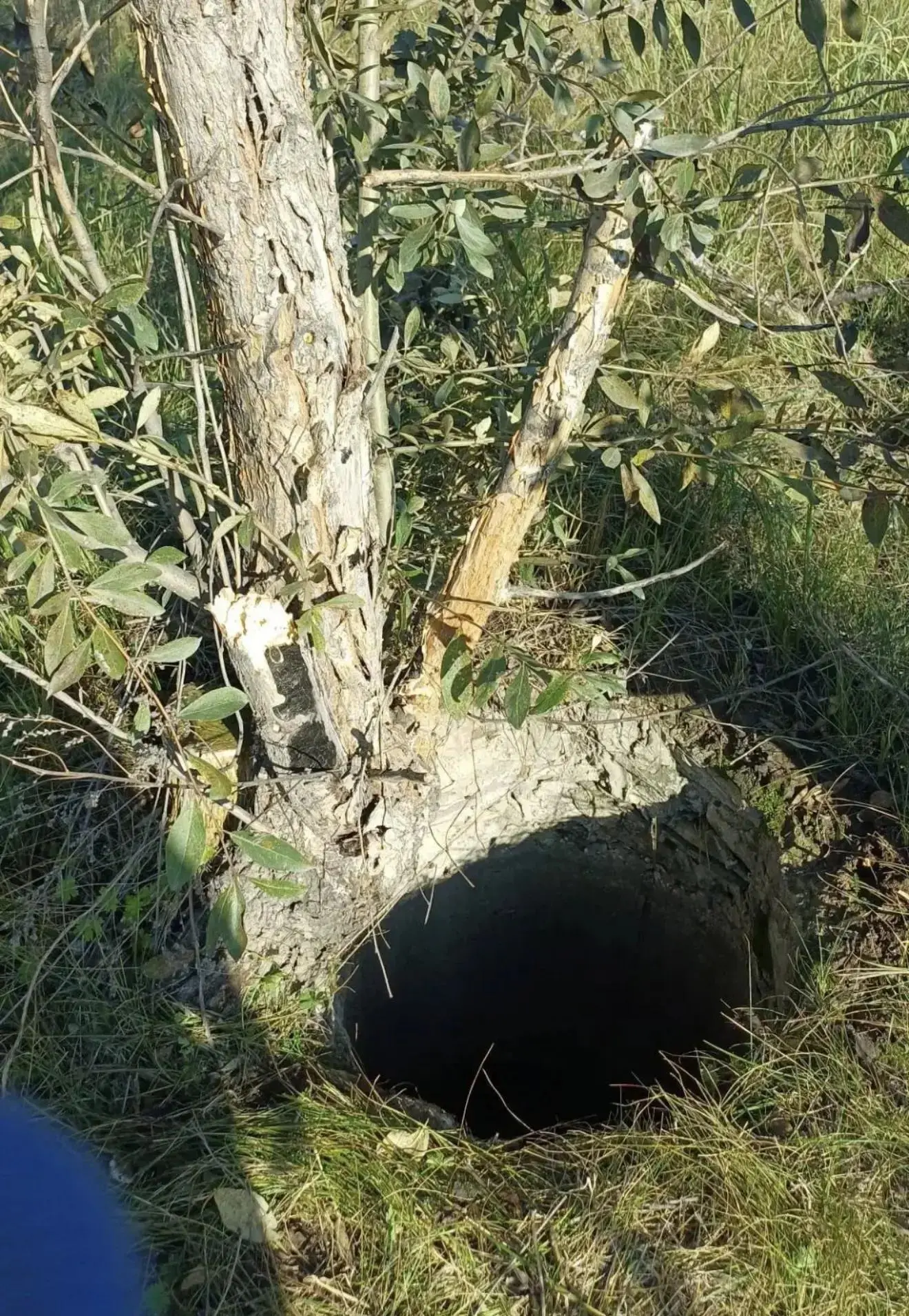 Спасатели помогли двум собакам, попавшим в беду
